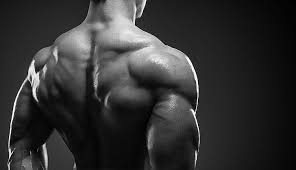 When back development is the goal, stick to one of these variations. Muscle Hd Wallpapers Free Download Wallpaperbetter