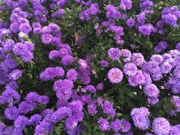 Get info on devault floral in lubbock, tx 79410. Flowers Lubbock King Nursery Lubbock Tx