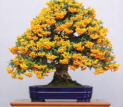We did not find results for: A Guide To Growing Bonsai Fruit Trees