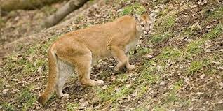 Maybe you would like to learn more about one of these? 5 Of The Most Dangerous Illinois Animals When In Your State