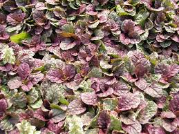 Image result for Ajuga