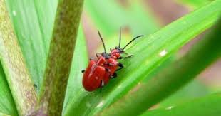 Lilienhahnchen Lilien Pflanzen Lilien Garten Pflanzen
