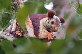 Western Ghats Birding And Wildlife Trip To Coorg Giant Squirrel Indian Giant Squirrel Squirrel