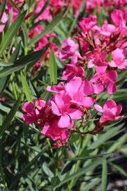 Image result for Nerium oleander