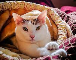 It is possible that the cancer is caused by something in your cat's a biopsy could be done to verify that the tumor is cancerous and to determine the exact type of cancer, but this usually is not done. Pancreatitis In Cats A Silent Killer Animalbiome