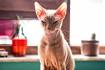 11 Not-So-Fluffy Facts About Sphynx Cats | Mental Floss