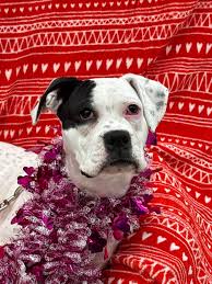 Recommendation for a leaf guard for gutters company tx