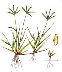 Rumput yang hijau, kaya dan rumput seperti rumput, nutgrass atau nutsedge (cyperus spp.). Rumput Grinting Cynodon Dactylon Bertahan Dan Menyebar Dengan Luar Biasa Anton Sutrisno