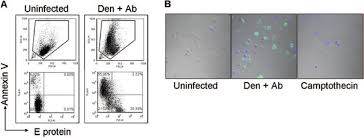 Dengue is present in africa, the americas, asia, the caribbean and the pacific. Dramatic Caspase Dependent Apoptosis In Antibody Enhanced Dengue Virus Infection Of Human Mast Cells Brown 2009 Journal Of Leukocyte Biology Wiley Online Library