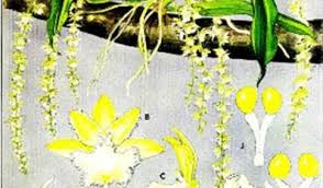 Image result for Diaphananthe bidens