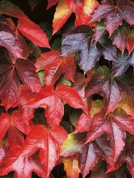 Pin By Maria Villar On 2 Gower Road Climbing Plants Virginia Creeper Plants