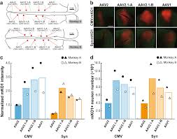Image result for Black 1996 AAV