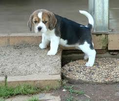 Beagle puppies for sale and dogs for adoption in wisconsin, wi. Beagle For Sale In Honolulu County 9 Petzlover