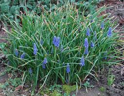 Image result for Hyacinthaceae