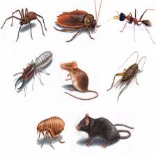 When it comes to pest control, who is financially responsible? King Pest Termite Management Posts Facebook