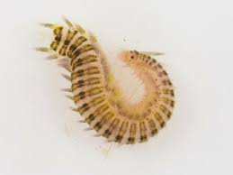 Image result for Eulalia polyneura