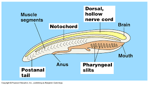 General Characteristic Features Of Phylum Chordata Online