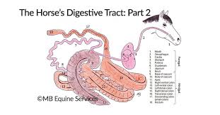 Explore 2 meanings and explanations or write yours. Anatomy Of The Horse S Digestive Tract Part 2 The Small Intestine Horses And People