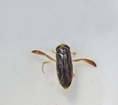Swimming Pool Bugs Are A Nuisance! How To Get Rid Of Pests