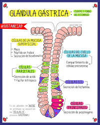 Pin En Medicine Notes