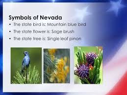 What is the state bird of nevada? Ada Our 50 States Nevada Symbols Of Nevada The State Bird Is Mountain Blue Bird The State Flower Is Sage Brush The State Tree Is Single Leaf Pinon Ppt Download