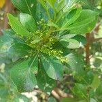 Image result for Searsia lucida