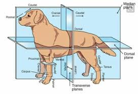 Good Chart Vet Tech Student Vet Assistant Veterinary