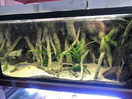 Aquadecor E Models For Central And South American Cichlid Fish Species Aquadecor In 2020 Aquarium Backgrounds Fish Tank Cichlid Fish