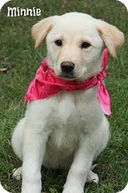 Maybe you would like to learn more about one of these? Brattleboro Vt Great Pyrenees Meet Pyrenees Lab Mix Puppies A Pet For Adoption