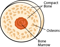 Draw a cross section of compact/osteon bone labeling all microscopic structures. Bone Anatomy Ask A Biologist