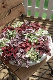 Image result for Hypoestes