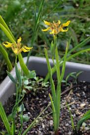 Image result for Fuirena welwitschii