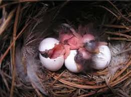 Unhatched Eggs Why Didn T The Eggs Hatch