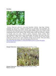 Daya antelmintik ekstrak etanol rumput grinting (cynodon dactylon) terhadap cacing ascaridia galli secara in vitro. Macam Gulma Rumput