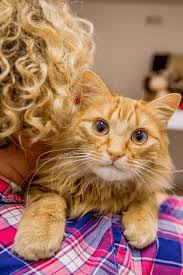 I hereby surrender any and all property rights to this pet described this is a surrender application: Surrendering Your Pet Lort Smith Animal Hospital