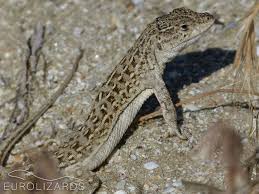 Image result for Drypetes arguta