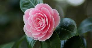 Camellia Japonica Japanese Camellia In 2020 Flowers Camellia Flower Container Flowers