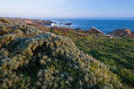 Maybe you would like to learn more about one of these? What To Do In Bodega Bay For A Weekend Getaway Bayarea