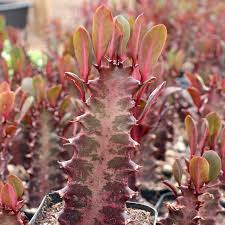 Image result for Euphorbia rubriflora