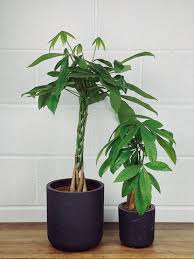 Image result for Pachira