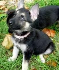 Black And Silver German Shepherd Puppies For Sale In Pa Black And Silver German Shepherd Cute Pet Names German Shepherd Puppies Shepherd Dog Breeds