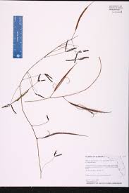 Image result for Trichilia quadrivalvis