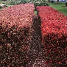 Check spelling or type a new query. Go Gardening Helping New Zealand Grow Garden Inspiration Tips And Advice From The Expert