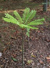 Tongkat ali is a treelet that takes about 20 years to mature and grows up to 15 meters in height. Eurycoma Longifolia Alchetron The Free Social Encyclopedia