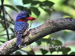 เพลงพระราชน พนธ ร ก เพลง