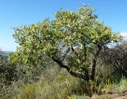 Image result for Lannea katangensis