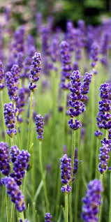 Pin On Flowers Wallpapers