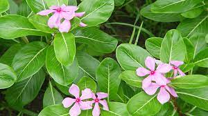 7 penyebab penyebaran flora dan fauna di bumi geografi kelas 11. Flora Negara Inggris Cara Golden