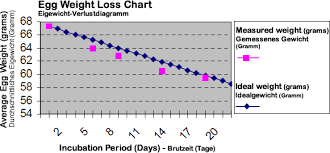 Incubation Humidity And Ventilation Beauty Of Birds