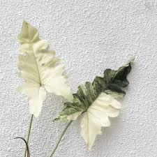 Chalon people or soledad, a native american people and language of salinas valley, california. Pin Auf Green Things